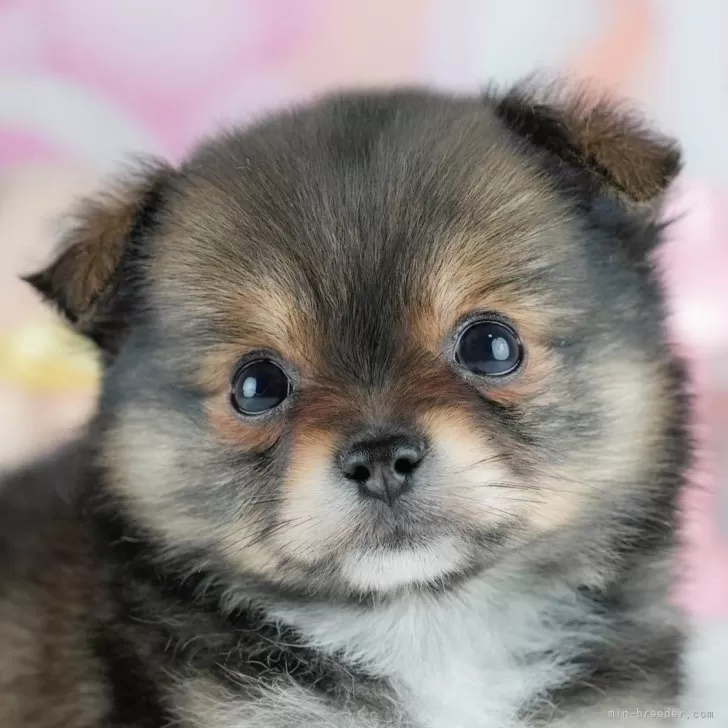 T.K 様のお迎えした子犬