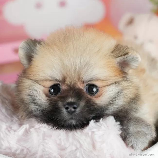 K.H 様のお迎えした子犬