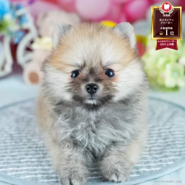 M.I 様のお迎えした子犬