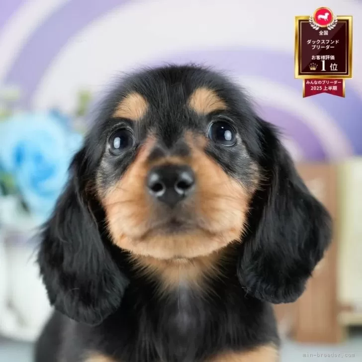 C.A 様のお迎えした子犬