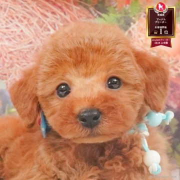 トイプードル(トイ)【茨城県・男の子・2025年5月1日・レッド】の写真「10/11㈯12㈰運命の子犬が見つかる見学会🎉」