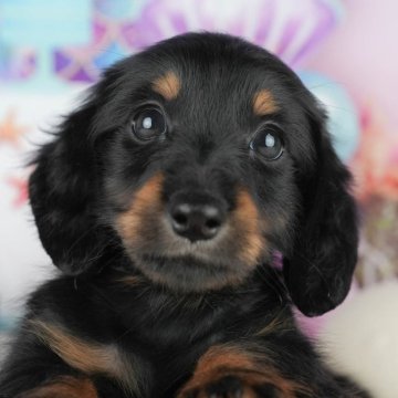 ミニチュアダックスフンド(ロング)【茨城県・男の子・2025年8月6日・ブラック&タン】の写真「11/8㈯9㈰イベント開催🐾詳しくはブログへ📝」