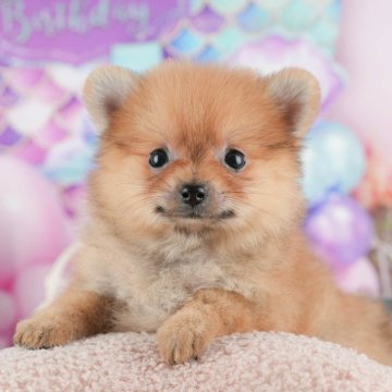 ポメラニアン【茨城県・女の子・2025年9月4日・オレンジ】の写真「11/22㈯23㈰特典付きイベント開催🎉」
