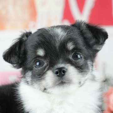 チワワ(ロング)【茨城県・女の子・2025年3月12日・ブラックタン&ホワイト】の写真「🌼5/11(日)見学会🌻母の日は見学会へ🐾」