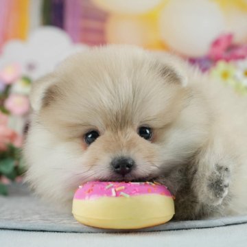 ポメラニアン【茨城県・男の子・2024年12月27日・クリームセーブル】の写真「🎉3/22㈯23㈰2days見学会開催🌟」
