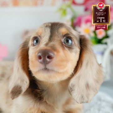 ミニチュアダックスフンド(ロング)【茨城県・男の子・2025年7月15日・チョコレートダップル】の写真「10/11㈯12㈰運命の子犬が見つかる見学会🎉」