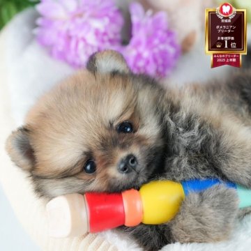 ポメラニアン【茨城県・男の子・2025年6月23日・オレンジ】の写真「🌻8/23㈯24㈰気になる子全部会える見学会🐾」