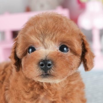トイプードル(トイ)【茨城県・男の子・2025年6月29日・レッド】の写真「🌻8/23㈯24㈰気になる子全部会える見学会🐾」