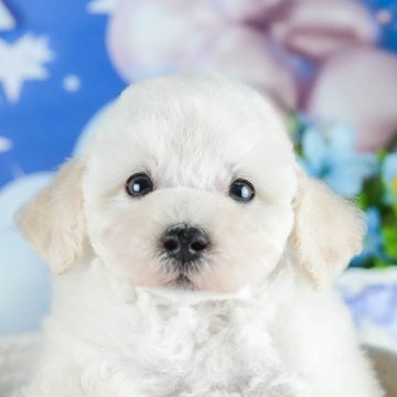 トイプードル(トイ)【茨城県・男の子・2025年4月24日・クリーム】の写真「🐬7/12㈯13㈰50頭以上集まる見学会🌻」