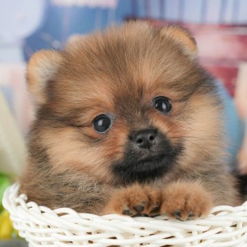 ポメラニアン【茨城県・女の子・2025年9月8日・オレンジ】の写真「11/8㈯9㈰イベント開催🐾詳しくはブログへ📝」