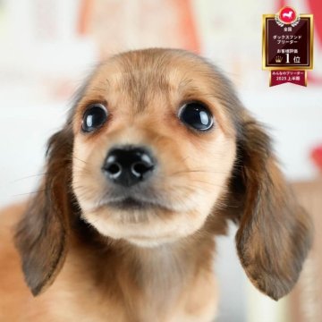 ミニチュアダックスフンド(ロング)【茨城県・男の子・2025年8月1日・レッド】の写真「10/11㈯12㈰運命の子犬が見つかる見学会🎉」