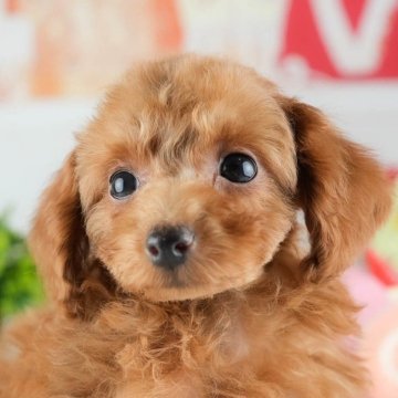 トイプードル(トイ)【茨城県・女の子・2025年8月23日・レッド】の写真「11/8㈯9㈰イベント開催🐾詳しくはブログへ📝」