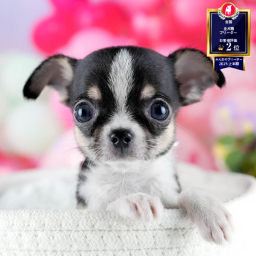 チワワ(スムース)【茨城県・男の子・2025年10月9日・ブラックタン&ホワイト】の写真「12月限定！2周年＆X’masキャンペーン開催🎁」