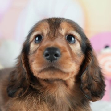 ミニチュアダックスフンド(ロング)【茨城県・女の子・2025年5月7日・シェーデッドレッド】の写真「🌻6/28㈯29㈰50頭以上集まる見学会🐾」