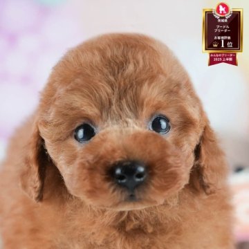 トイプードル(トイ)【茨城県・男の子・2025年6月20日・レッド】の写真「🌻8/23㈯24㈰気になる子全部会える見学会🐾」