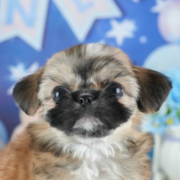 ミックス(チワワ×シーズー)【茨城県・男の子・2025年1月25日・フォーンホワイト】の写真「🌸4/12㈯13㈰2days見学会開催🌷」