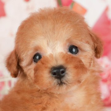 トイプードル(トイ)【茨城県・女の子・2025年9月27日・レッド】の写真「12/13(土)14(日)見学会開催🎅」