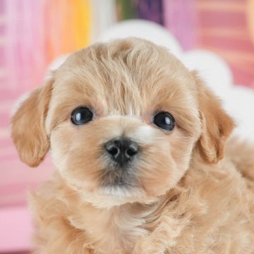 マルプー(マルチーズ×トイプードル)【茨城県・女の子・2025年1月21日・アプリコット】の写真「🎉3/22㈯23㈰2days見学会開催🌟」