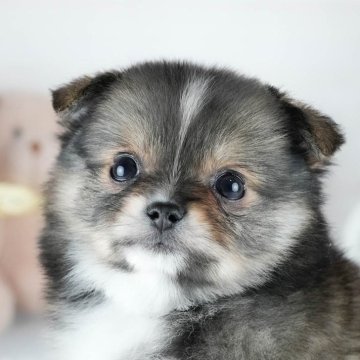 ポメチワ(ポメラニアン×チワワ)【茨城県・女の子・2025年9月8日・フォーンホワイト】の写真「26㈰見学会残り5枠です🐾当日申し込み大歓迎🎉」
