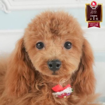 トイプードル(トイ)【茨城県・男の子・2025年3月22日・レッド】の写真「10/11㈯12㈰運命の子犬が見つかる見学会🎉」