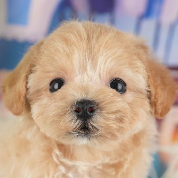 マルプー(マルチーズ×トイプードル)【茨城県・女の子・2025年10月8日・アプリコット】の写真「12月限定！2周年＆X’masキャンペーン開催🎁」