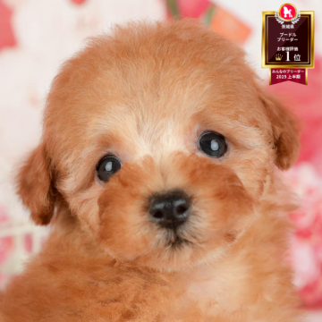 トイプードル(トイ)【茨城県・女の子・2025年9月27日・レッド】の写真「12月限定！2周年＆X’masキャンペーン開催🎁」