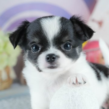 チワワ(ロング)【茨城県・女の子・2025年6月30日・パーティー】の写真「🌻8/23㈯24㈰気になる子全部会える見学会🐾」