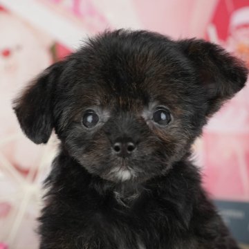 チワプー(チワワ×トイプードル)【茨城県・男の子・2025年9月22日・ブラック&ホワイト】の写真「11/22㈯23㈰特典付きイベント開催🎉」