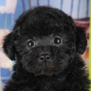 トイプードル(トイ)【茨城県・女の子・2025年9月17日・ブラック】の写真「11/22㈯23㈰特典付きイベント開催🎉」