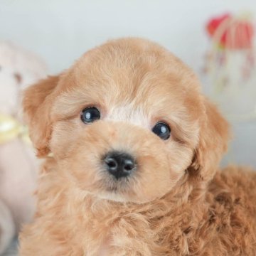 トイプードル(トイ)【茨城県・男の子・2025年6月9日・アプリコット】の写真「8/9㈯10㈰見学会！未掲載の子犬も集合🐾」