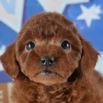 トイプードル(トイ)【茨城県・女の子・2025年1月4日・レッド】の写真「3/8㈯・9㈰50頭以上集まる大人気見学会開催💓」