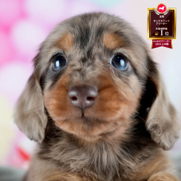 ミニチュアダックスフンド(ロング)【茨城県・男の子・2025年10月9日・チョコレートダップル】の写真「12月限定！2周年＆X’masキャンペーン開催🎁」