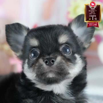 チワワ(ロング)【茨城県・男の子・2025年7月24日・ブラックタン】の写真「9/27㈯28㈰運命の子犬を探せる大型見学会開催⭐」