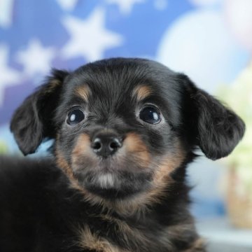 チワックス(チワワ×ダックスフンド)【茨城県・男の子・2025年4月15日・ブラック&タン】の写真「👒6/14㈯15㈰2days見学会開催🌻」