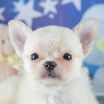 チワワ(ロング)【茨城県・男の子・2025年1月27日・クリーム】の写真「🌸4/12㈯13㈰2days見学会開催🌷」