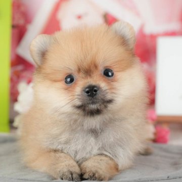 ポメラニアン【茨城県・男の子・2025年9月4日・オレンジ】の写真「11/8㈯9㈰イベント開催🐾詳しくはブログへ📝」