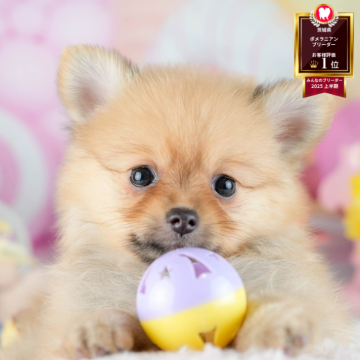 ポメラニアン【茨城県・女の子・2025年8月11日・オレンジ】の写真「11/8㈯9㈰イベント開催🐾詳しくはブログへ📝」