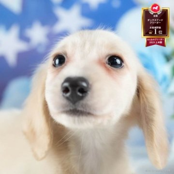 ミニチュアダックスフンド(ロング)【茨城県・男の子・2025年8月26日・イエロー】の写真「11/22㈯23㈰特典付きイベント開催🎉」