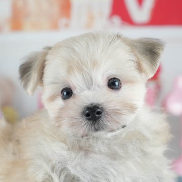 ポメマル(マルチーズ×ポメラニアン)【茨城県・男の子・2025年7月16日・クリーム】の写真「9/14㈰15㈪運命の子を探せる大規模見学会🍁」
