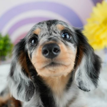 ミニチュアダックスフンド(ロング)【茨城県・男の子・2025年7月15日・シルバーダップル】の写真「9/27㈯28㈰運命の子犬を探せる大型見学会開催⭐」