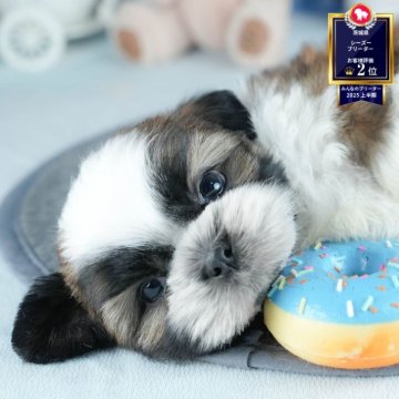 シーズー【茨城県・男の子・2025年6月17日・ゴールド&ホワイト】の写真「🌻8/23㈯24㈰気になる子全部会える見学会🐾」