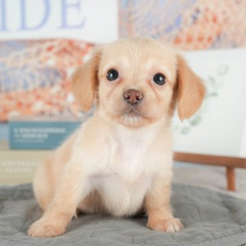 チワックス(チワワ×ダックスフンド)【茨城県・女の子・2025年9月9日・クリーム】の写真「11/22㈯23㈰特典付きイベント開催🎉」