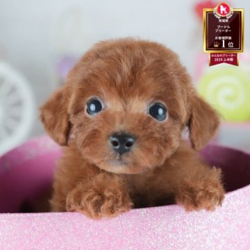 トイプードル(トイ)【茨城県・女の子・2025年6月18日・レッド】の写真「8/9㈯10㈰見学会！未掲載の子犬も集合🐾」