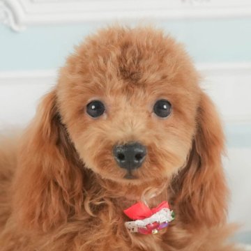トイプードル(トイ)【茨城県・男の子・2025年3月22日・レッド】の写真「9/27㈯28㈰運命の子犬を探せる大型見学会開催⭐」