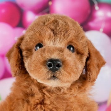 トイプードル(トイ)【茨城県・男の子・2024年9月19日・レッド】の写真「12月7日愛犬同伴見学day🐶💕」