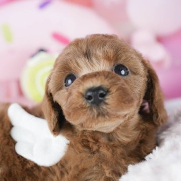 トイプードル(トイ)【茨城県・女の子・2025年9月22日・レッド】の写真「11/8㈯9㈰イベント開催🐾詳しくはブログへ📝」