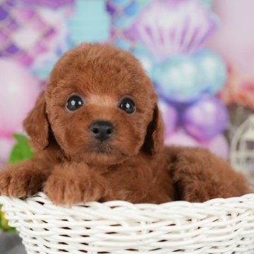 トイプードル(トイ)【茨城県・女の子・2025年8月27日・レッド】の写真「11/8㈯9㈰イベント開催🐾詳しくはブログへ📝」