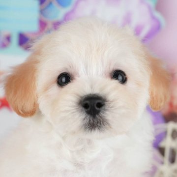 マルプー(マルチーズ×トイプードル)【茨城県・男の子・2025年10月8日・クリーム】の写真「12月限定！2周年＆X’masキャンペーン開催🎁」