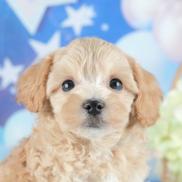 マルプー(マルチーズ×トイプードル)【茨城県・男の子・2025年4月3日・アプリコット】の写真「🌻2days見学会開催🌻5/24㈯25㈰🐾」