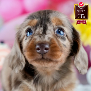 ミニチュアダックスフンド(ロング)【茨城県・女の子・2025年10月9日・チョコレートダップル】の写真「12月限定！2周年＆X’masキャンペーン開催🎁」